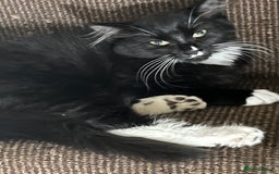 Mixed Breed cats for sale: Beautiful kittens  - Image 9