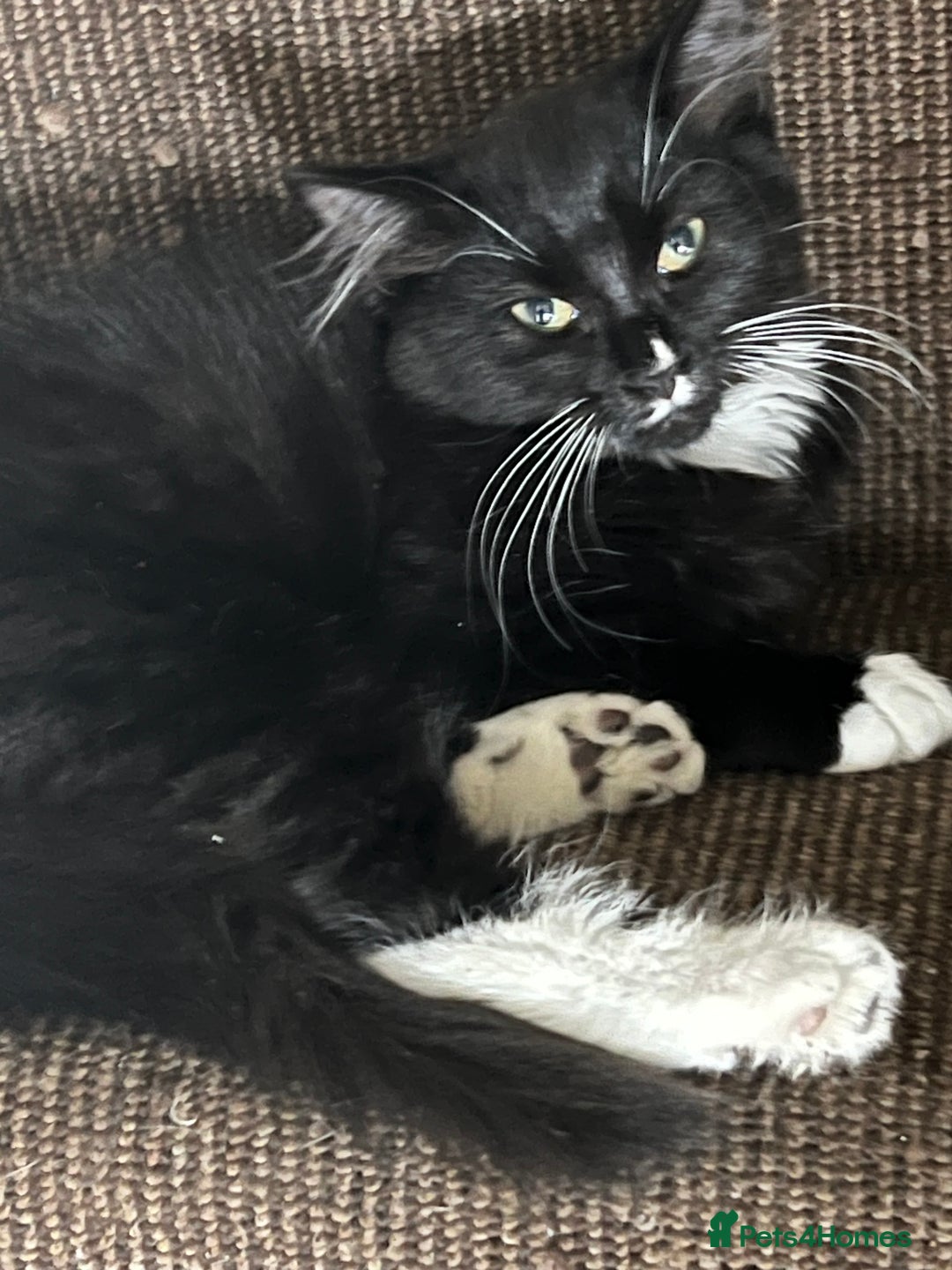 Mixed Breed cats for sale: Beautiful kittens  - Image 9