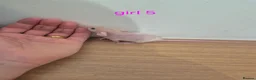 Rat rodents for sale: Baby rats  - Advert 9
