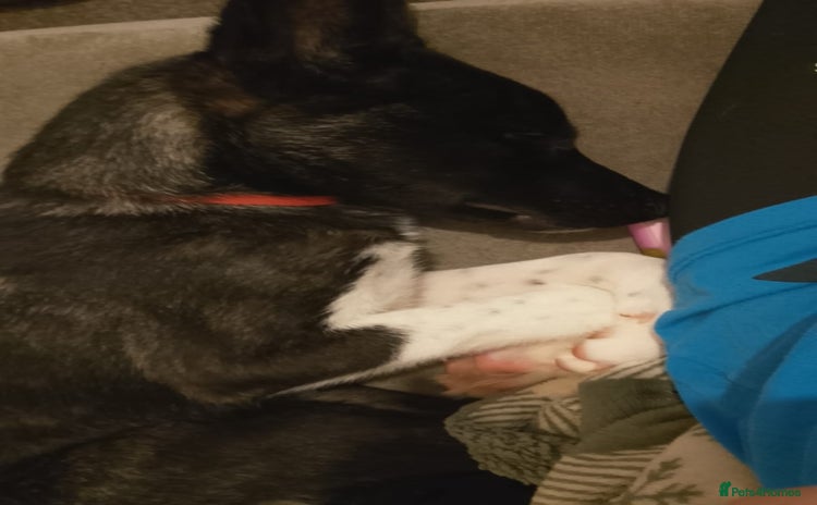 Huskita dogs - Advert 1