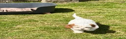 Cavapoo dogs for sale: Stunning home reared vet checked cavapoo puppies  in Leicester - Advert 17