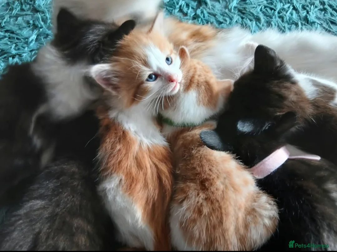 Mixed Breed cats for sale: 6 beautiful kittens ready for their new home in Eastleigh - Advert 1