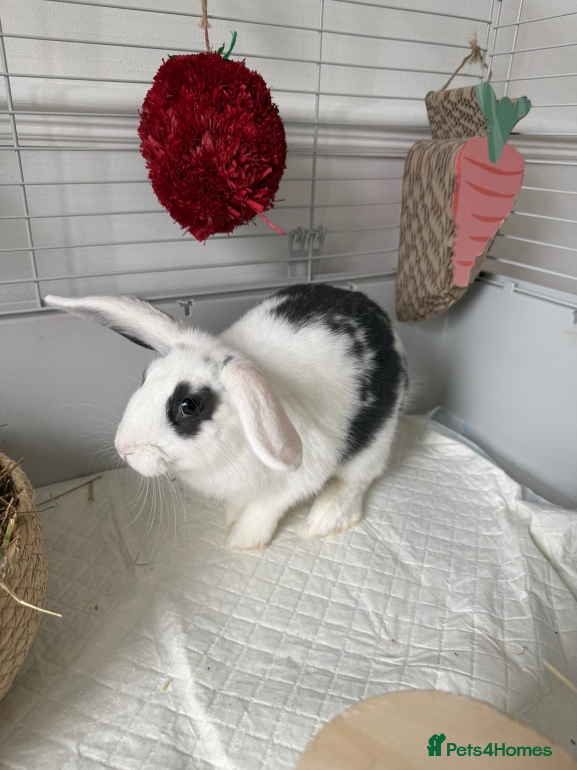 Mixed Breed rabbits for sale: Mix breed rabbit  in Liverpool - Advert 3