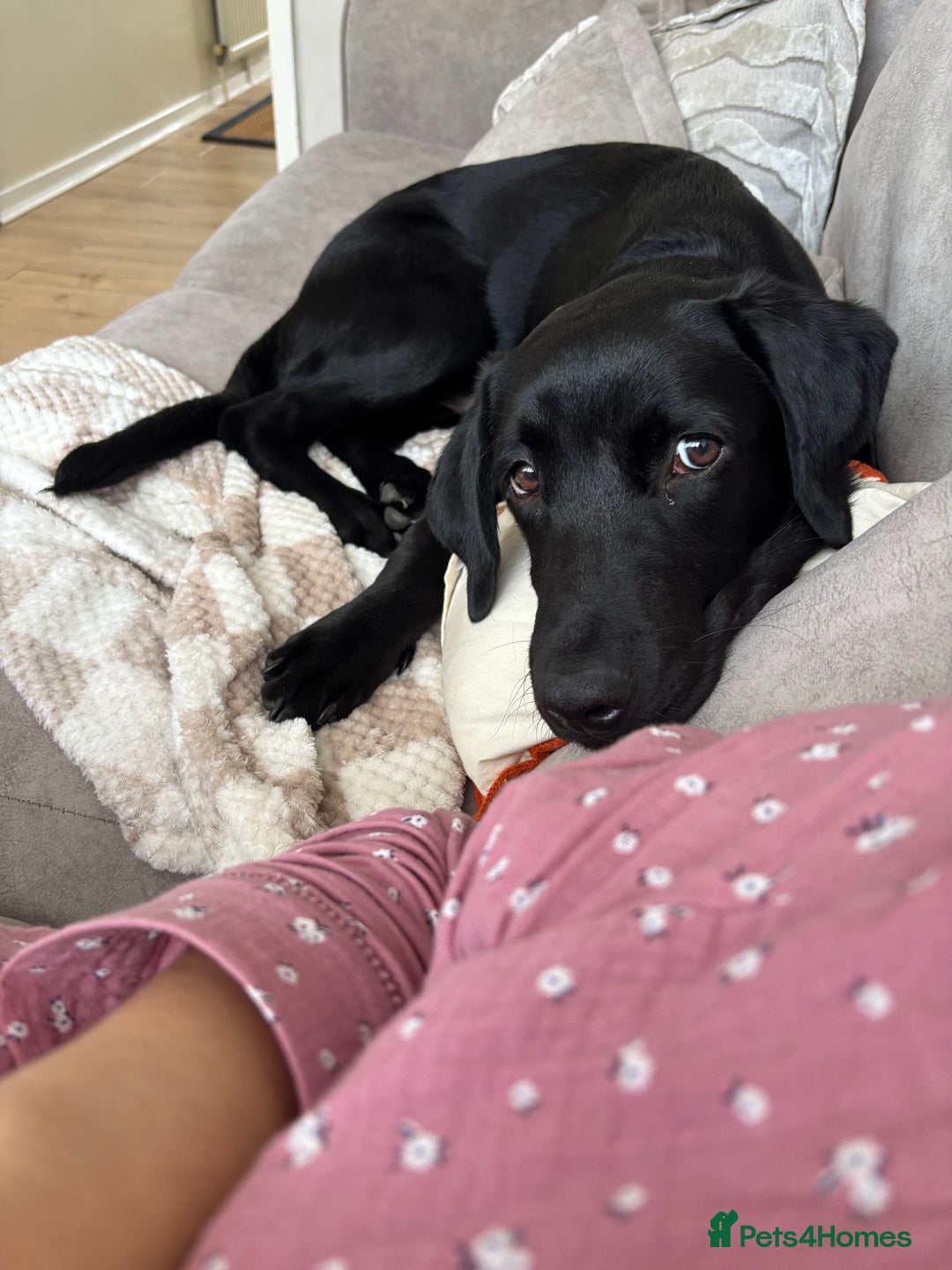 Labrador Retriever dogs for sale: Rehoming lab puppy  - Advert 3