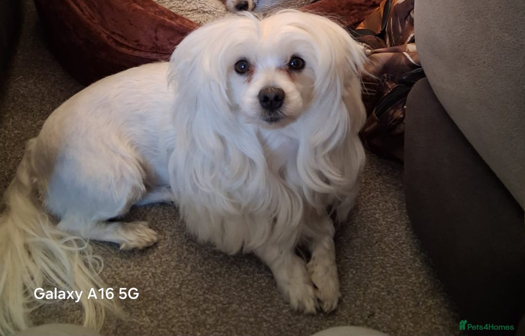 Maltese dogs for sale: Maltese puppies  - Image 3