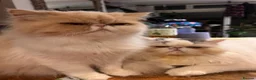 Exotic cats for sale: Exotic Long Hair - Advert 2