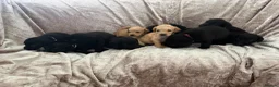 Labrador Retriever dogs for sale: Stunning Labrador pups - Advert 20