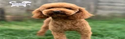 Mini Goldendoodle dogs for sale: Stunning Goldendoodles  in Ashton-under-Lyne - Advert 7