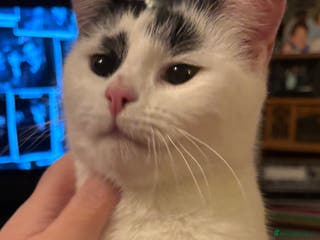 Domestic Shorthair cats 2 male Domestic Shorthair kittens - Advert 1