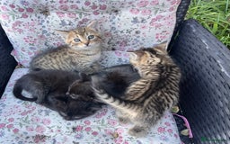 British Shorthair cats for sale: Beautiful fluffy kittens ready in 2 weeks  - Image 10