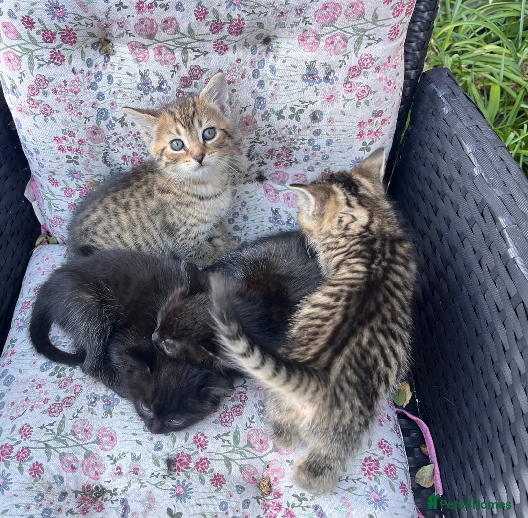 British Shorthair cats for sale: Beautiful fluffy kittens ready in 2 weeks  - Image 10
