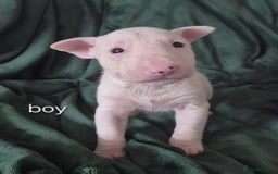 English Bull Terrier dogs for sale: Ready to leave now 7 English Bullterrier puppys - Image 10