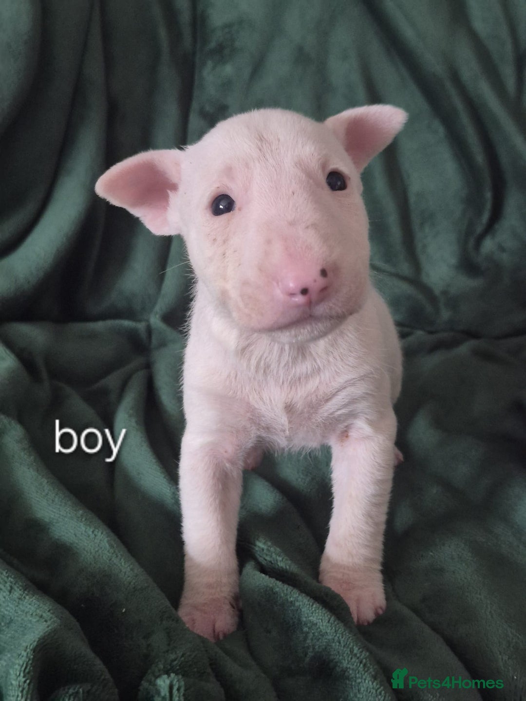 English Bull Terrier dogs for sale: Ready to leave now 7 English Bullterrier puppys - Image 10