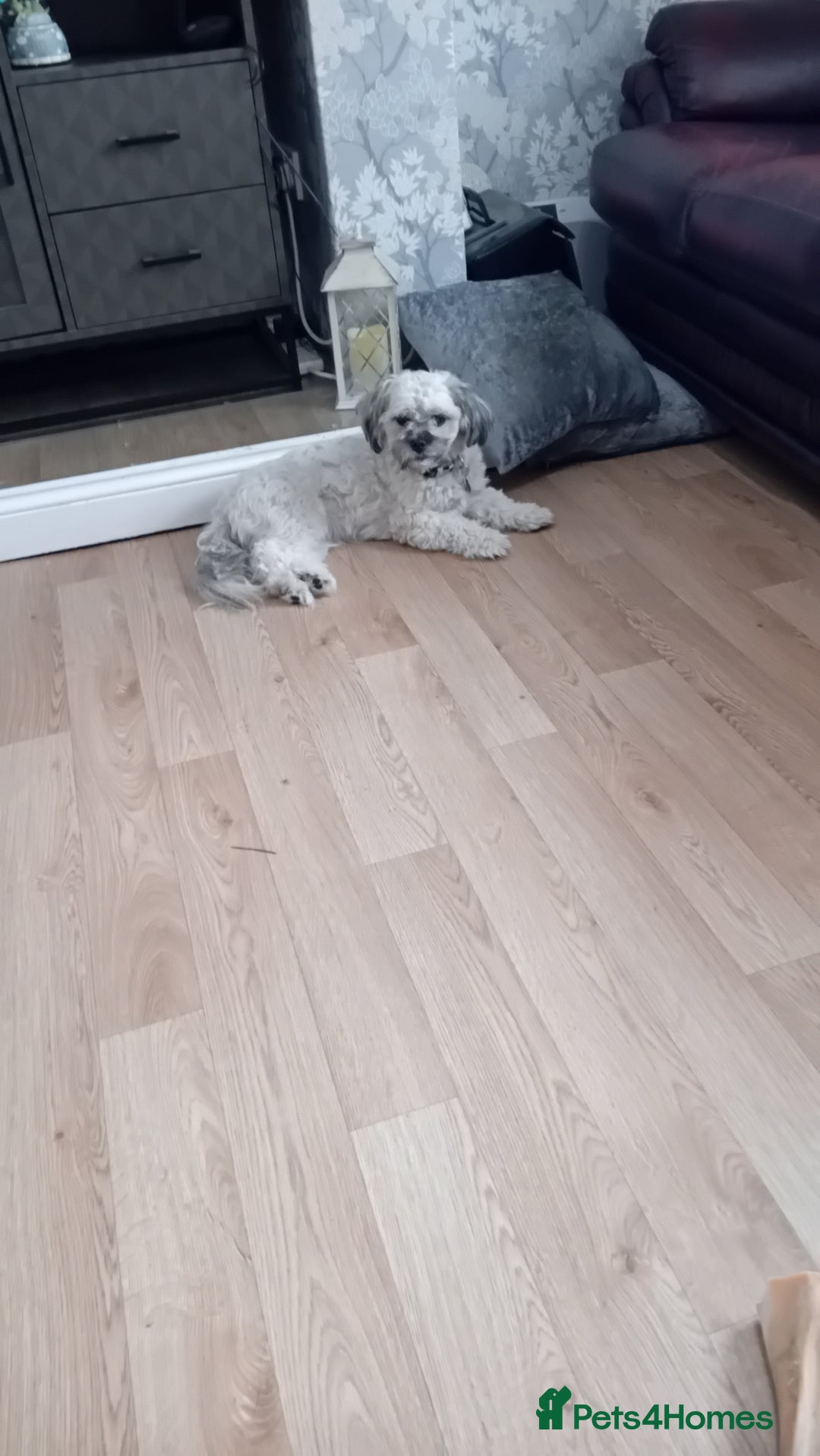 Mixed Breed dogs for sale: Bailey and cooper - Image 2