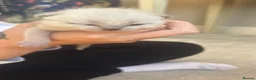 Siamese cats for sale: Siamese x maincoon - Advert 8