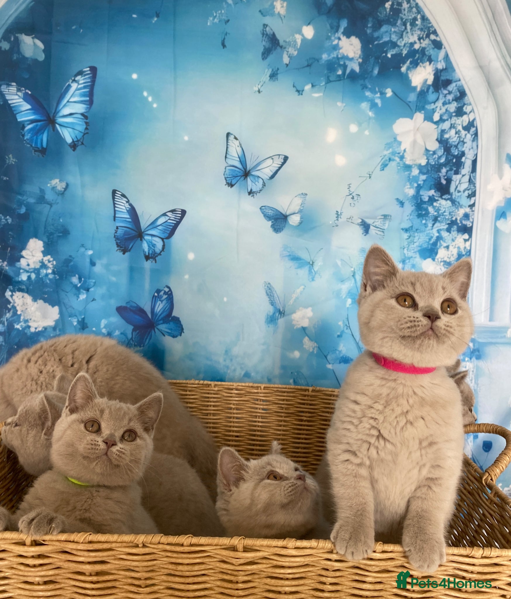 British Shorthair cats GCCF -SPECTACULAR  -British Shorthair kittens  - Advert 2