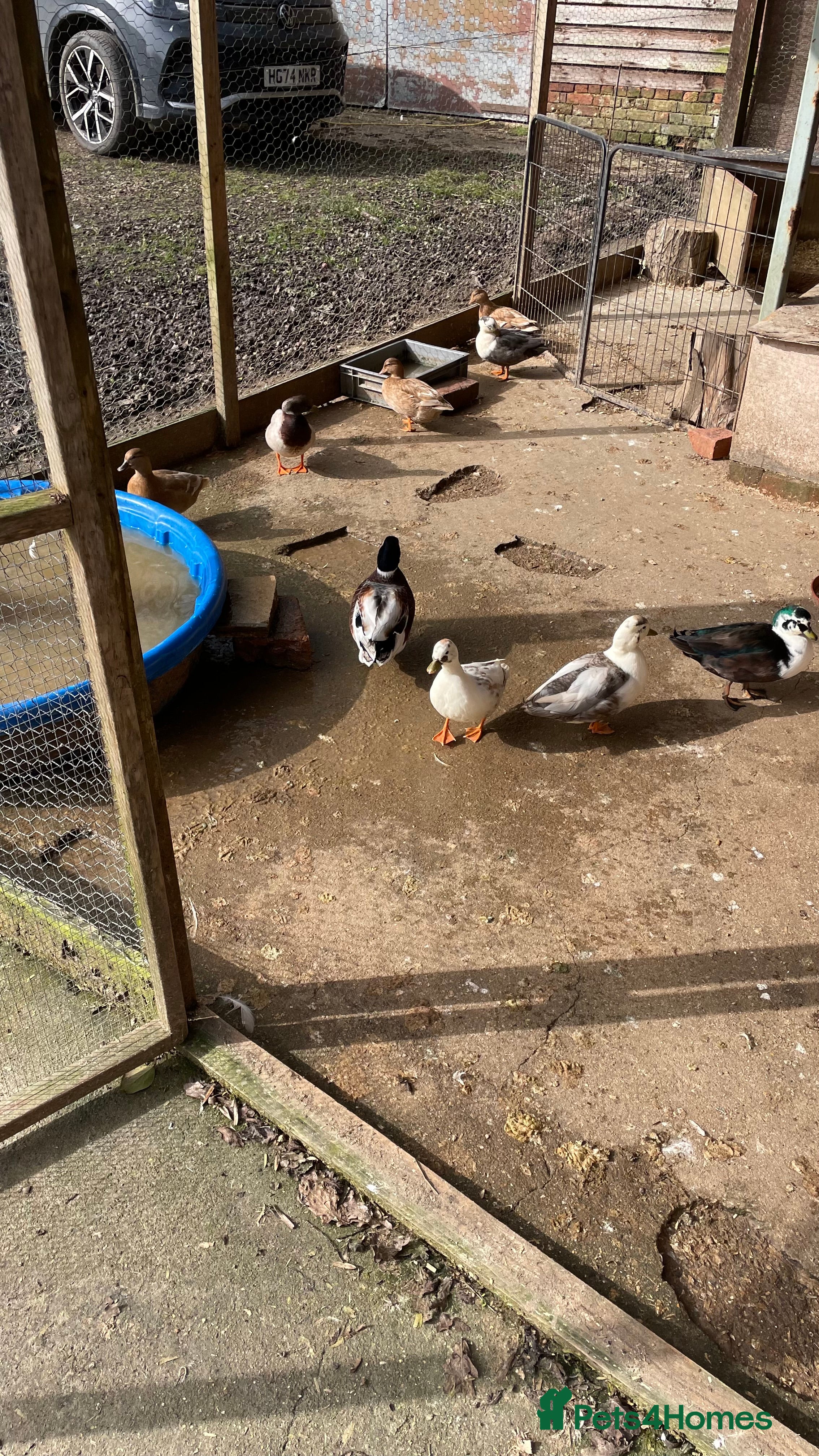 Ducks poultry Call ducks - Advert 2