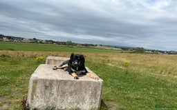 Mixed Breed dogs for sale: Jake  - Image 4