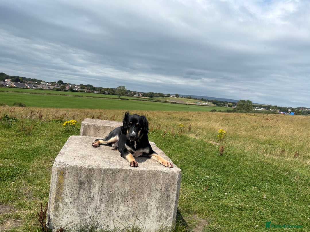 Mixed Breed dogs for sale: Jake  - Image 4