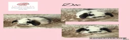 Mini Lop rabbits for sale: Pure bred mini lops  - Advert 8