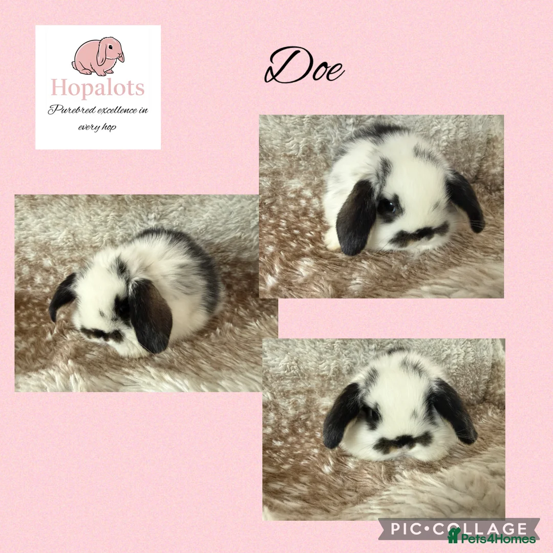 Mini Lop rabbits for sale: Pure bred mini lops  - Advert 8