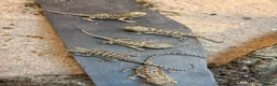 Mixed Breed reptiles for sale: Multiple reptiles for sale  - Advert 5