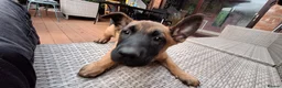 Belgian Shepherd Dog dogs for sale: Belgian Sheperd Malinois  in Nottingham - Advert 7
