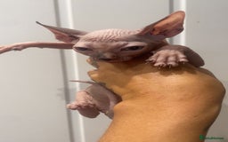 Sphynx cats for sale: Beautiful sphynx kittens  - Image 10