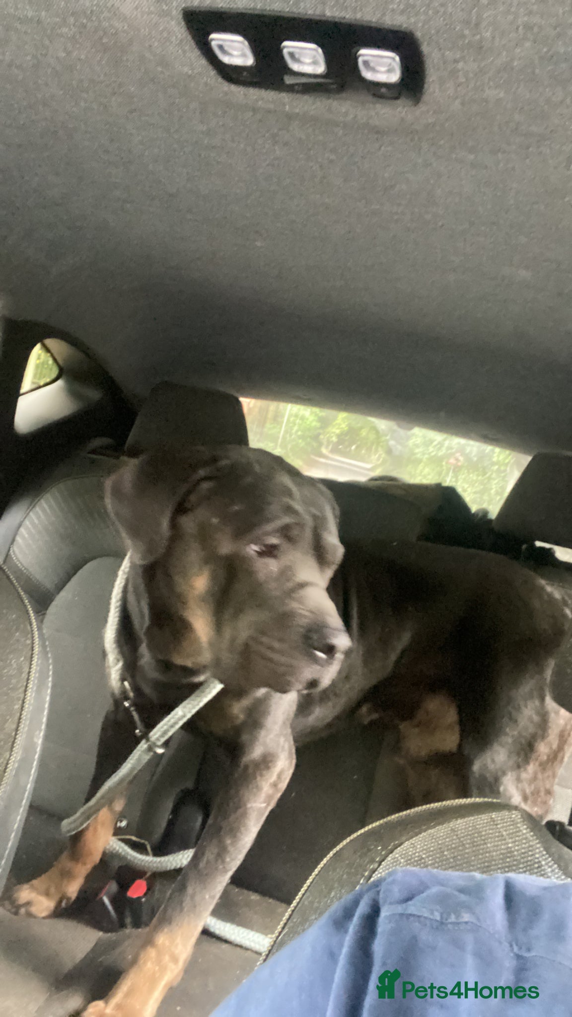 Neapolitan Mastiff dogs Denzel - Advert 2