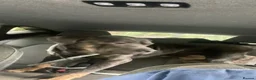 Neapolitan Mastiff dogs for sale: Denzel - Advert 1
