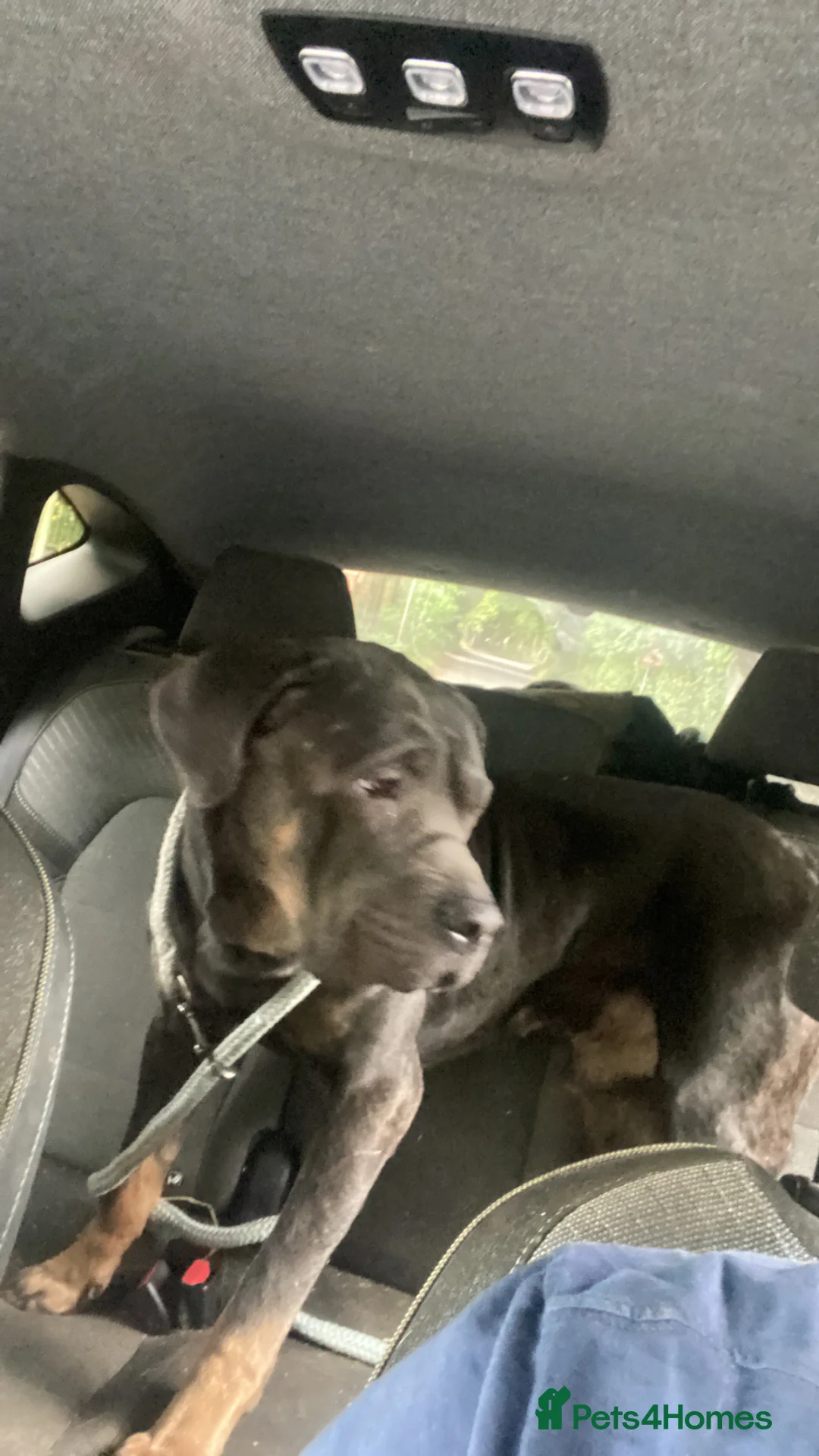 Neapolitan Mastiff dogs for sale: Denzel - Advert 1