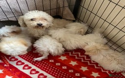 Maltipoo dogs for sale: maltipoo puppies for sale  - Image 36