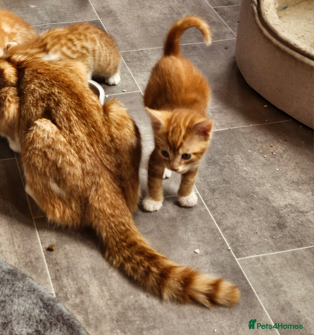 Mixed Breed cats for sale: Kitties for sale  - Image 3