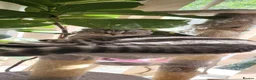 Scottish Fold cats for sale: £350 Adorable Scottish fold kittens for sale🐾 - Advert 2