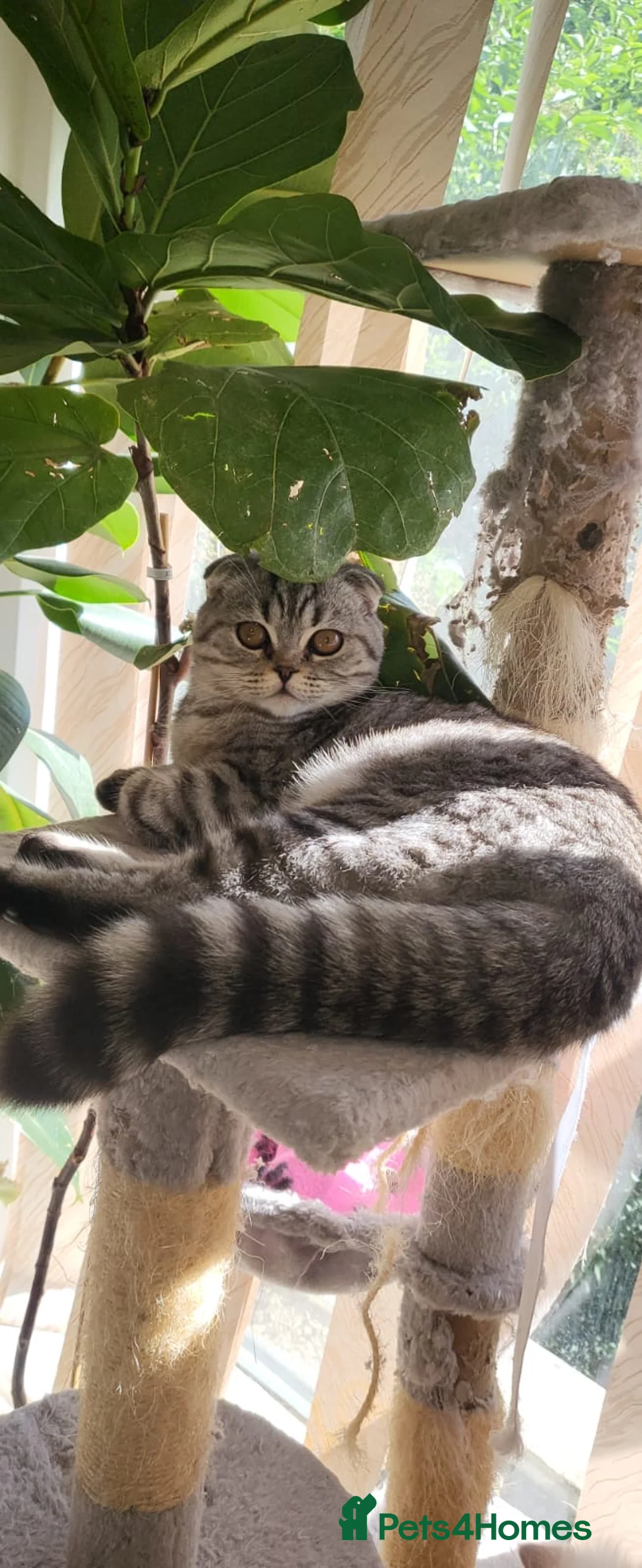 Scottish Fold cats for sale: £350 Adorable Scottish fold kittens for sale🐾 - Advert 2