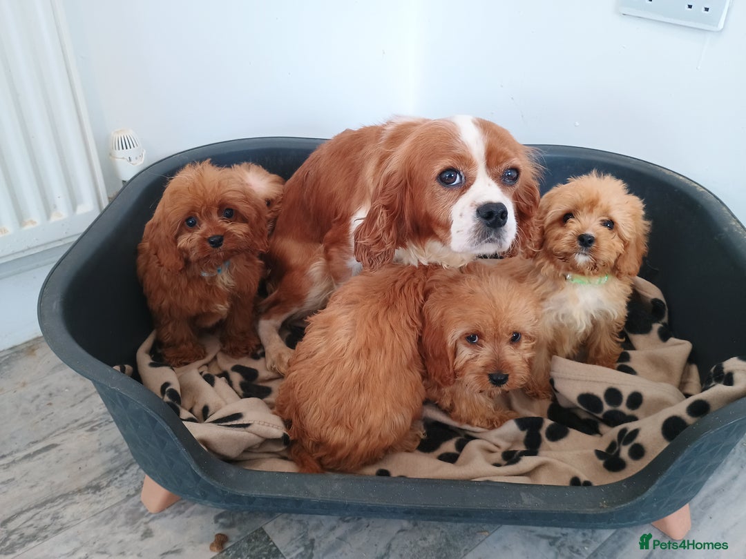 Cavapoo dogs for sale: Cavapoos  - Image 8