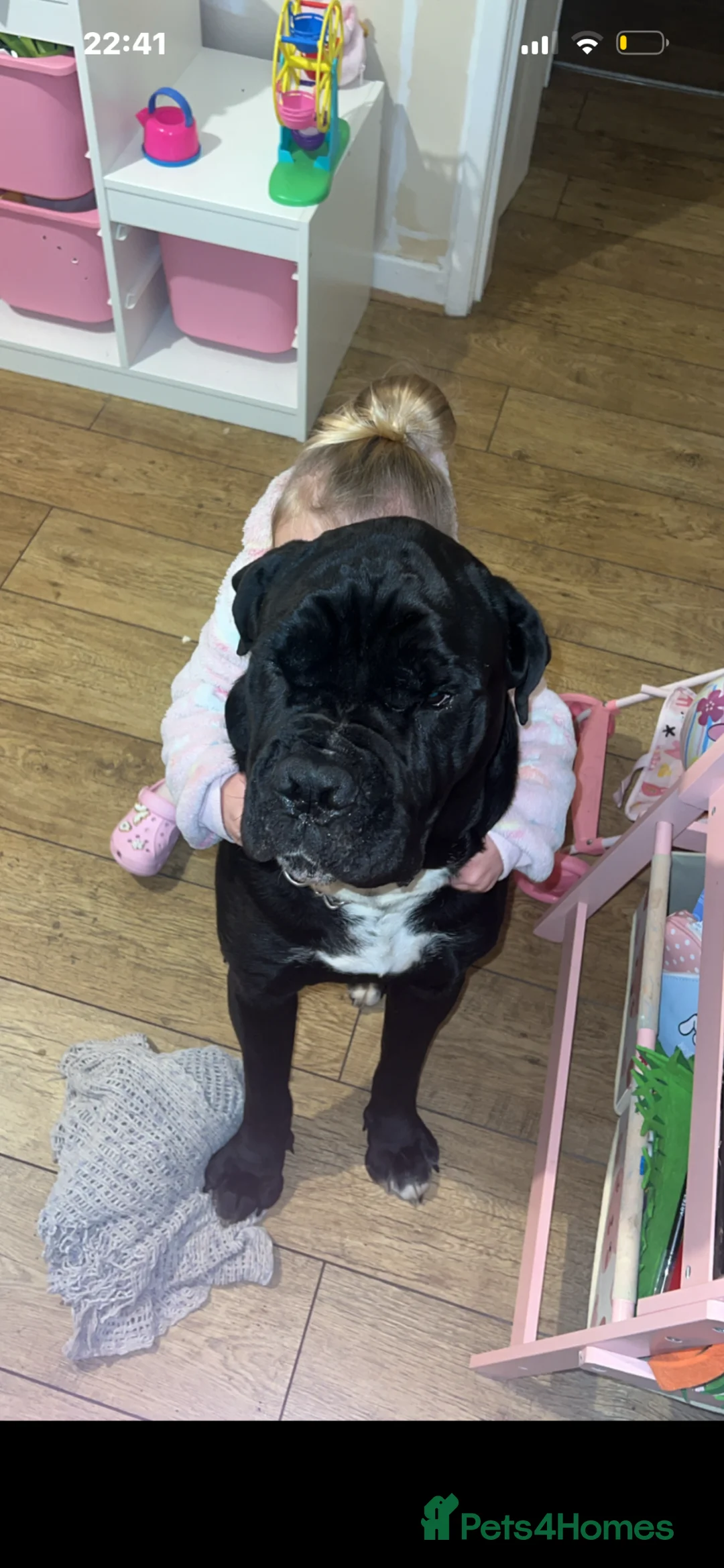 Cane Corso dogs for sale: Zuko, Male Cane Corso, Age 3 - Advert 2