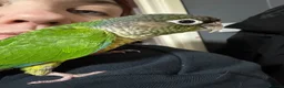 Conures birds for sale: Beautiful pair of conures for sale - Advert 4