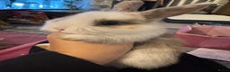 Mini Lop rabbits for sale: Mini lop baby bunnies  - Advert 7
