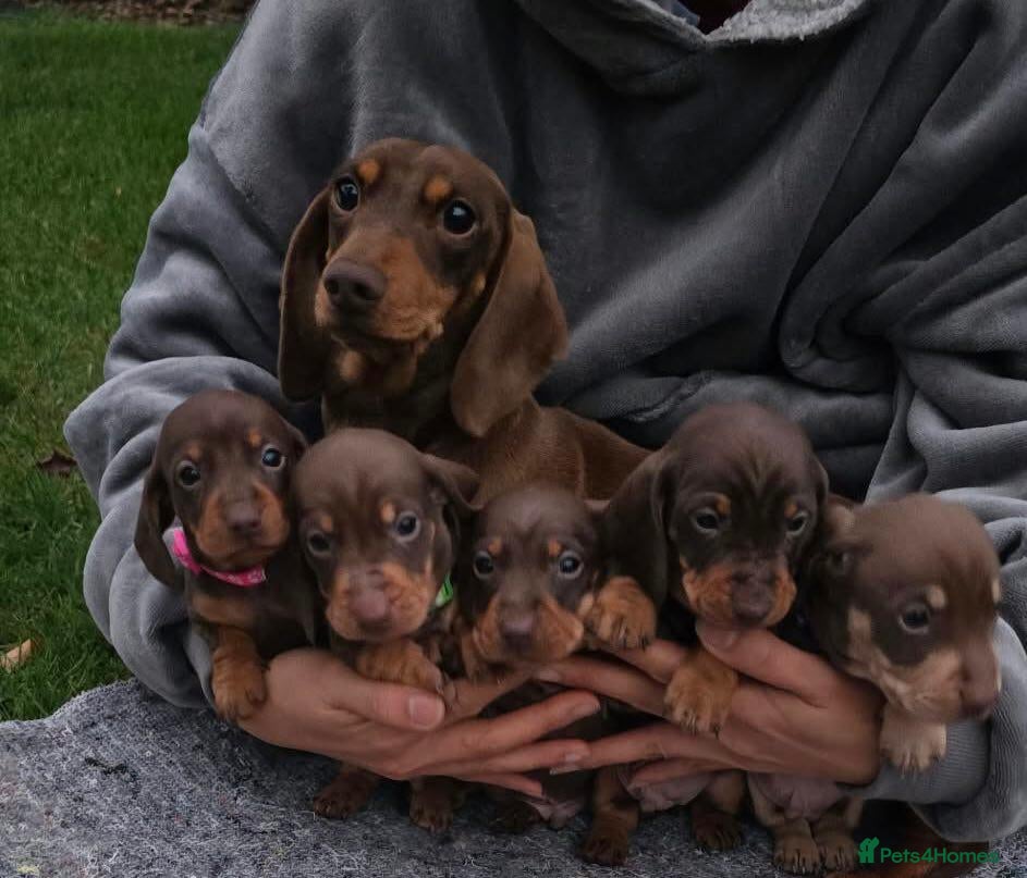 Miniature Dachshund dogs 5 Beautiful KC Registered Miniature Dachshund Pups - Advert 1