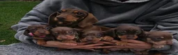 Miniature Dachshund dogs for sale: 5 Beautiful KC Registered Miniature Dachshund Pups - Advert 1