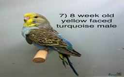 Budgerigars birds for sale: Baby budgies ready now  - Image 6