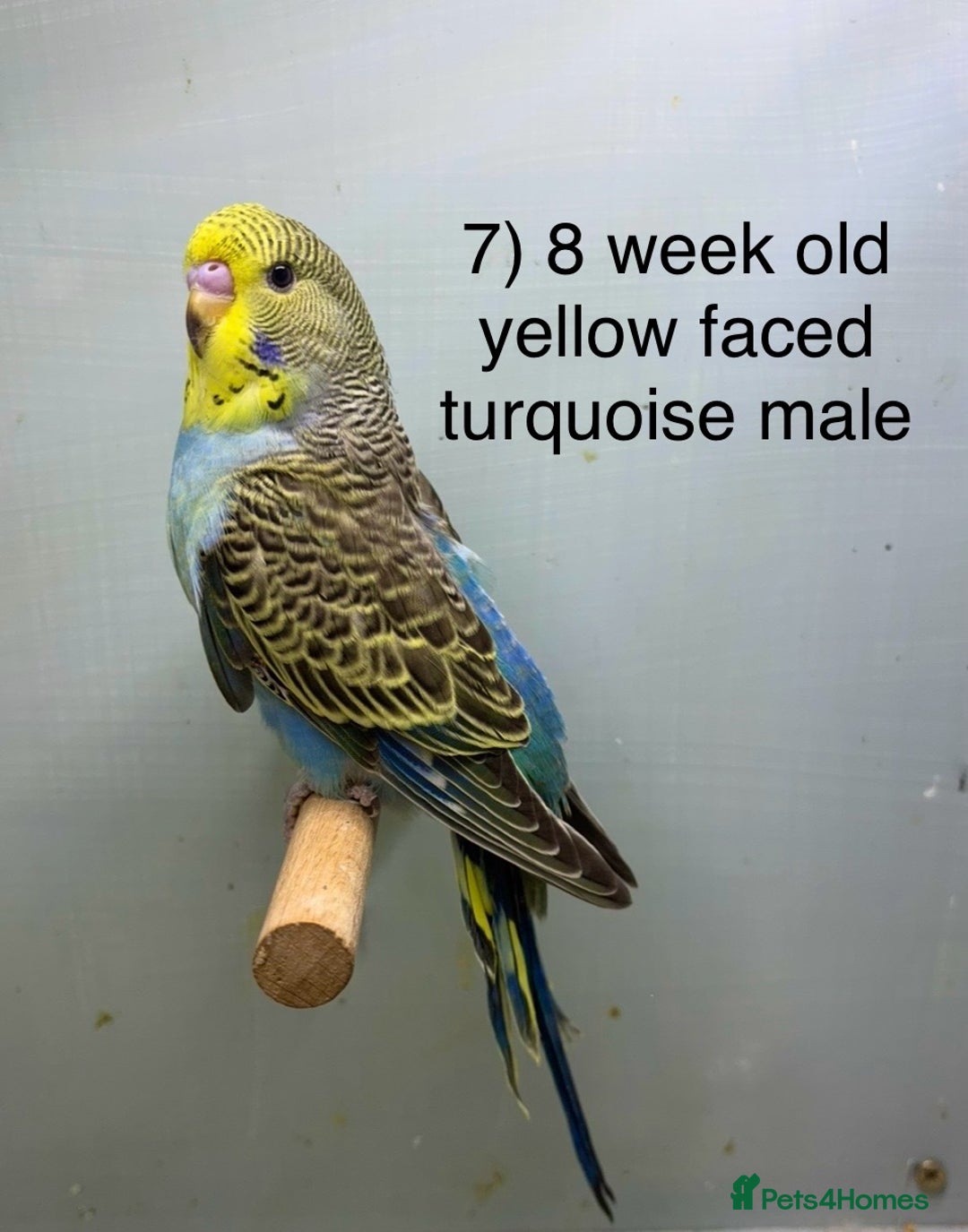 Budgerigars birds for sale: Baby budgies ready now  - Image 6