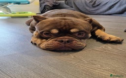 Shorty Bull dogs for sale: Exotic Pocket Bully. - Image 2