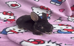 Rex rabbits for sale: Baby rex rabbits - ready to go - Image 9