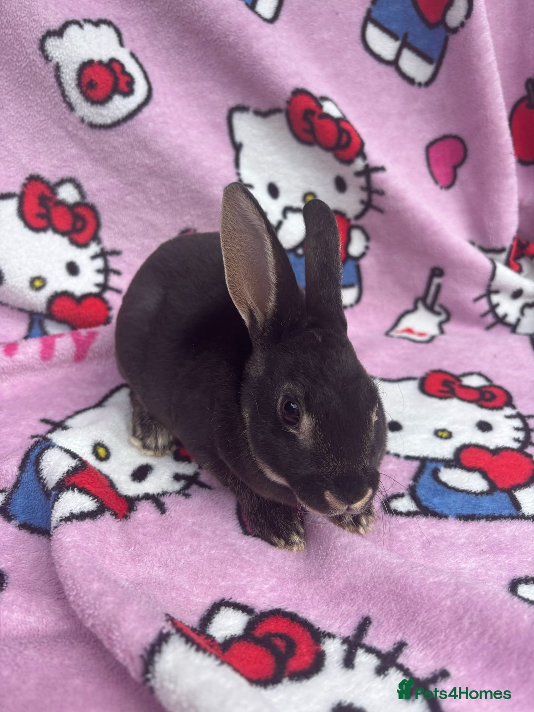 Rex rabbits for sale: Baby rex rabbits - ready to go - Image 9