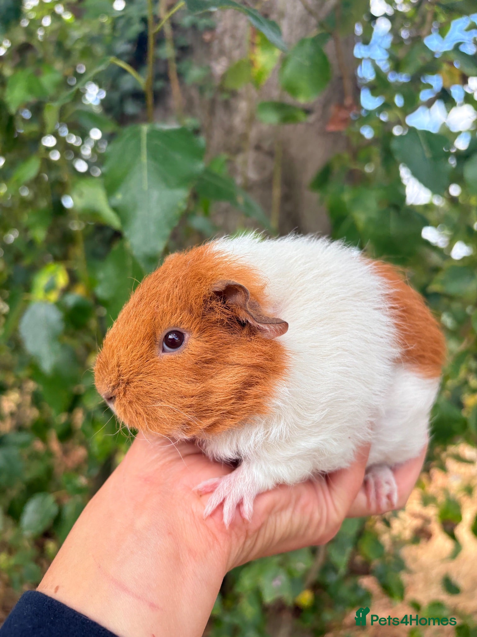 Guinea Pig rodents LOTS of Stunning Baby Girl Guinea Pigs 💗 - Advert 2