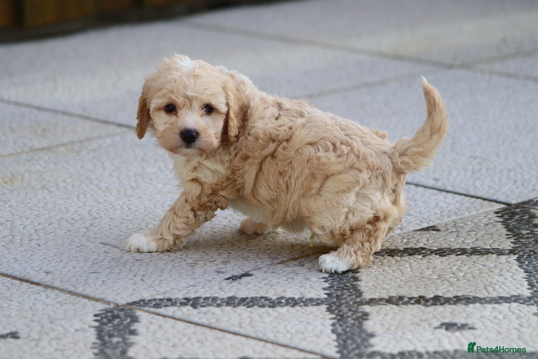 Cockapoo dogs for sale: Cockapoo puppies for sale!  - Advert 10