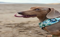 Miniature Dachshund dogs for sale: 2 Minature Dachshund - Image 13