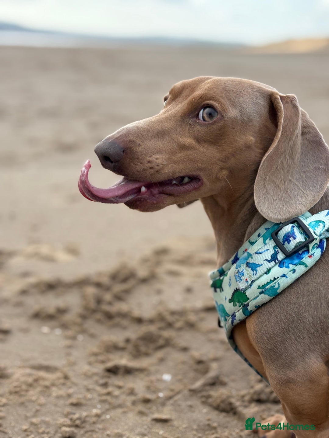 Miniature Dachshund dogs for sale: 2 Minature Dachshund - Image 13